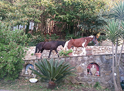 agriturismo massa lubrense